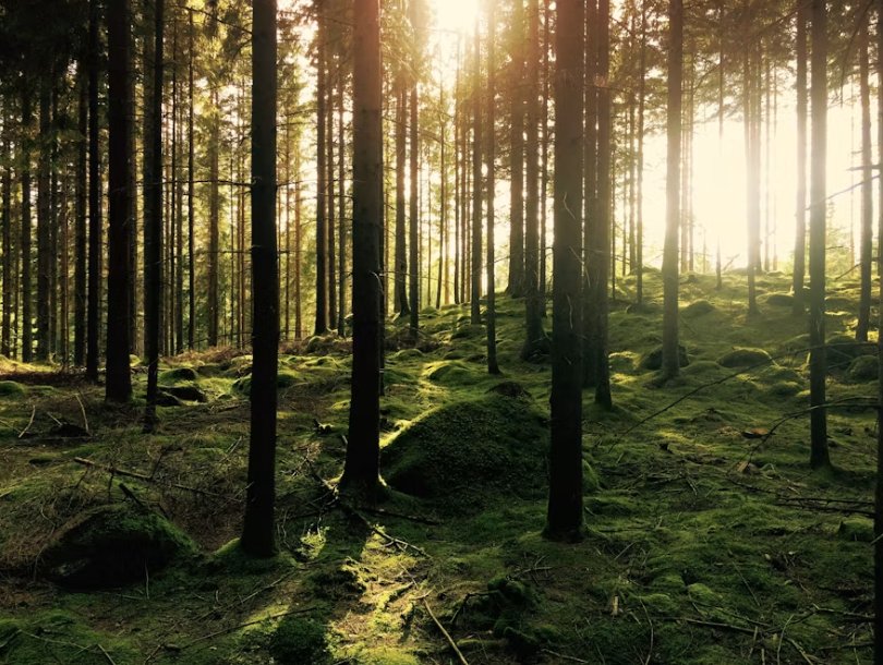 Wald bei Serrahn